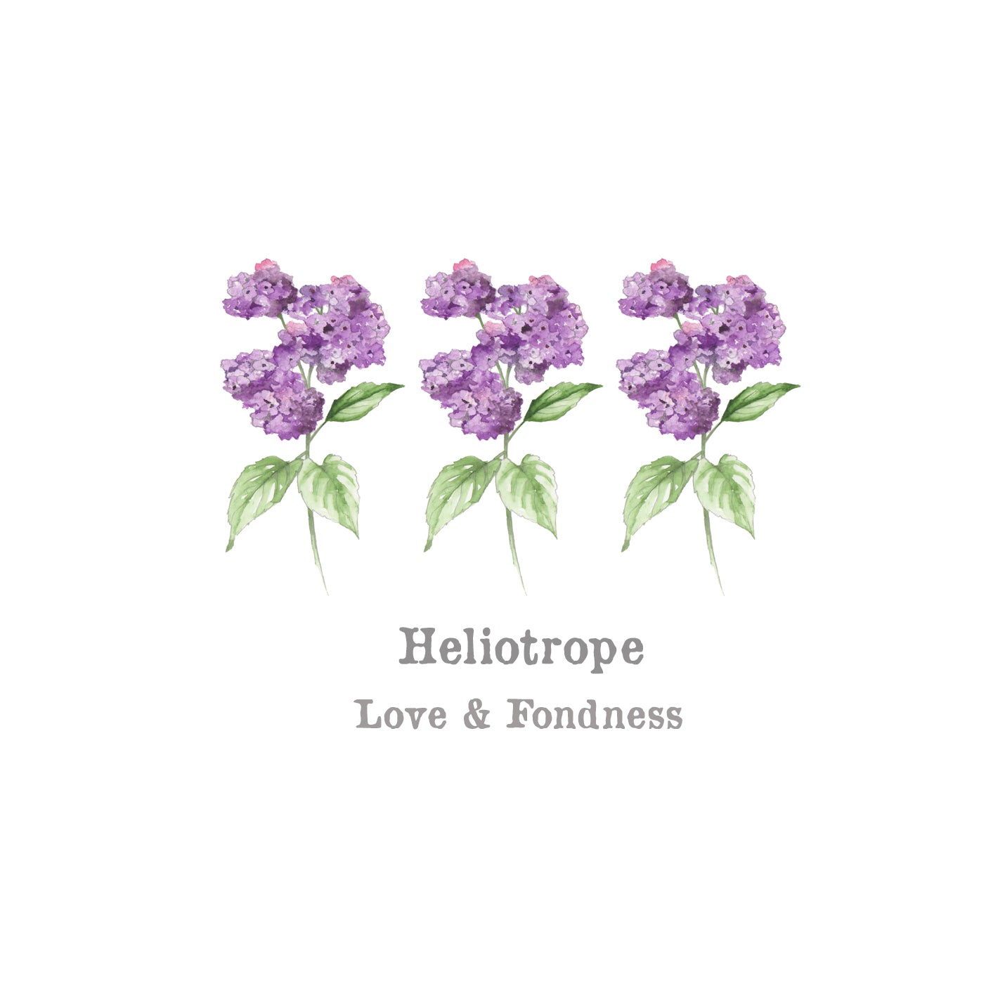 Heliotrope Card Greeting & Note Cards Crumble and Core   