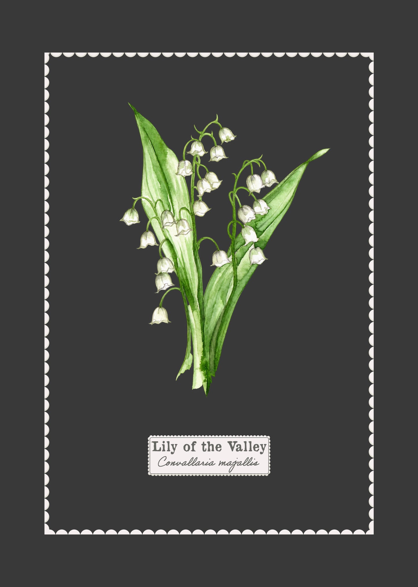 Botanical art print of a Lily of the Valley (Convallaria majalis) plant with white bell-shaped flowers and green leaves on a dark gray background, framed by a white scalloped border with the text 'Lily of the Valley Convallaria majalis' below.