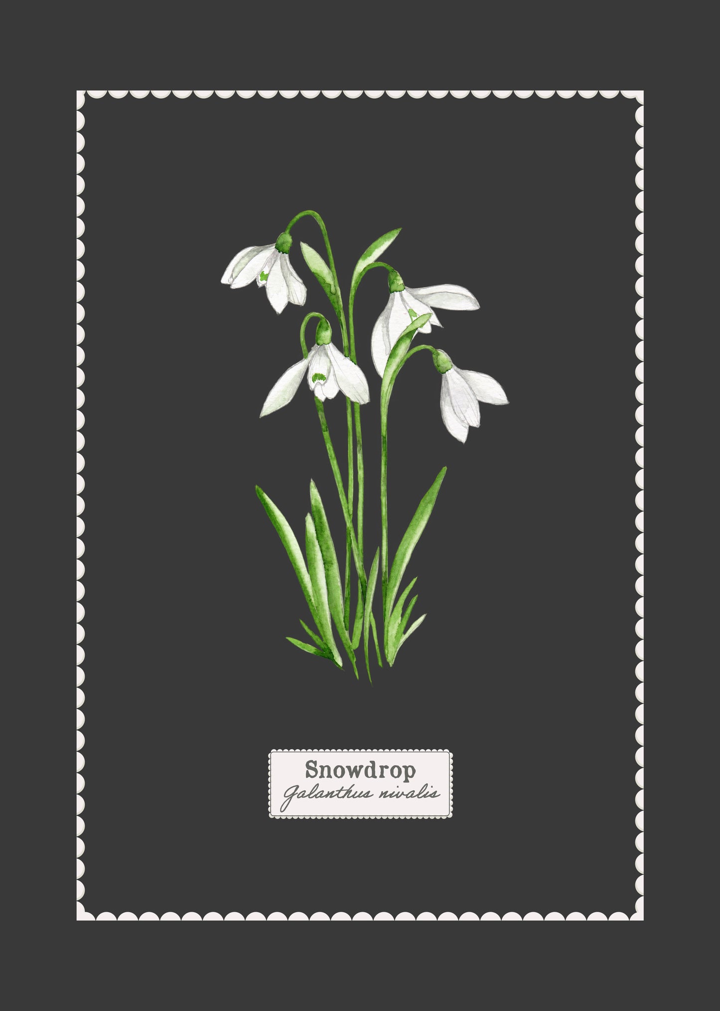 Watercolor illustration of Snowdrop Galanthus nivalis flowers on a dark grey background.