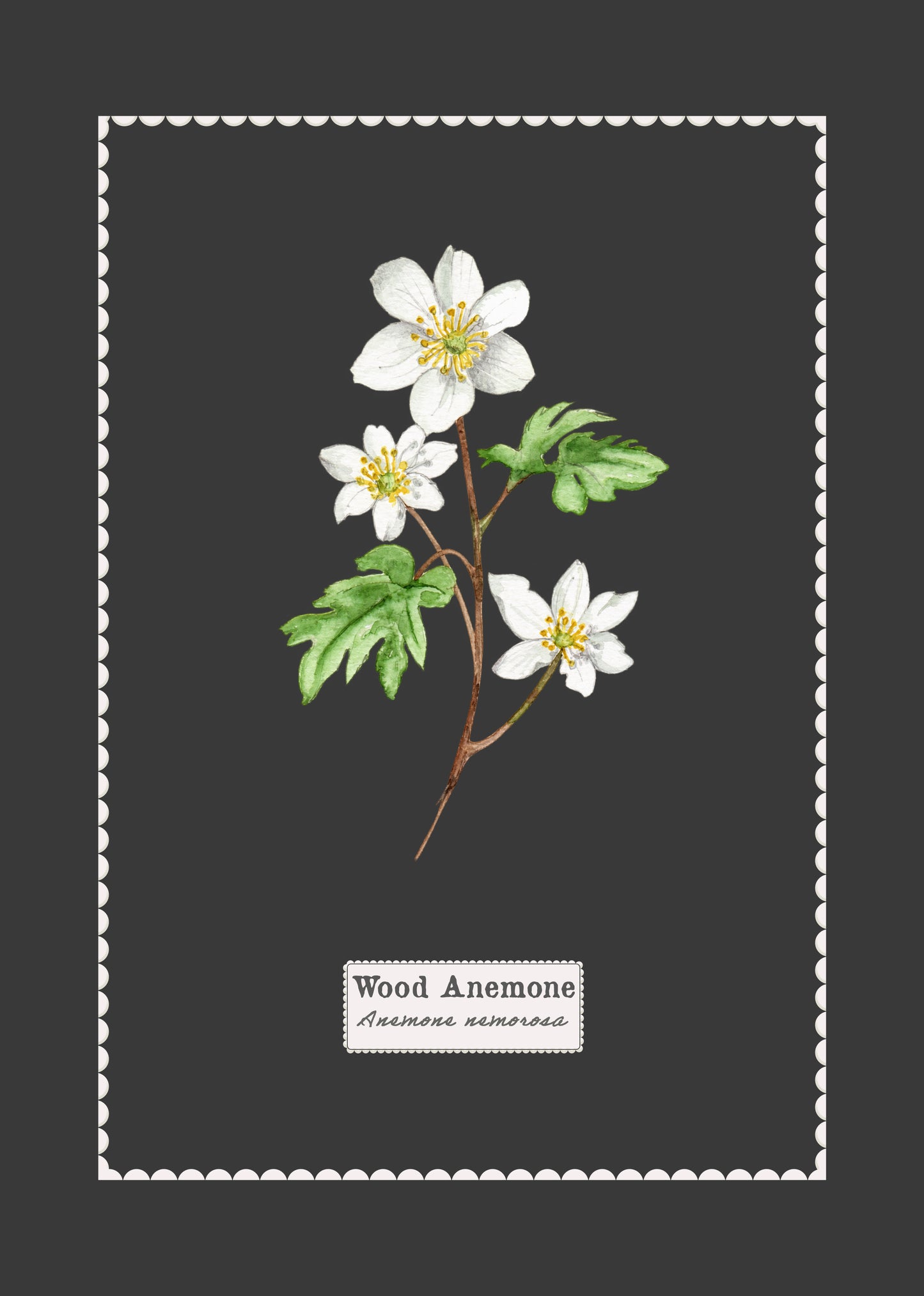 Snowdrop Botanical Watercolour Art Print - A4 Unframed