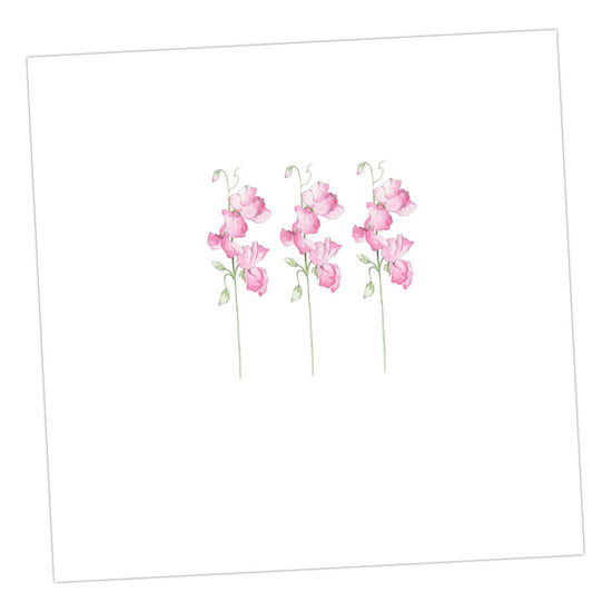 Sweet Pea Blank Card Greeting & Note Cards Crumble and Core 12 x 12 cm  